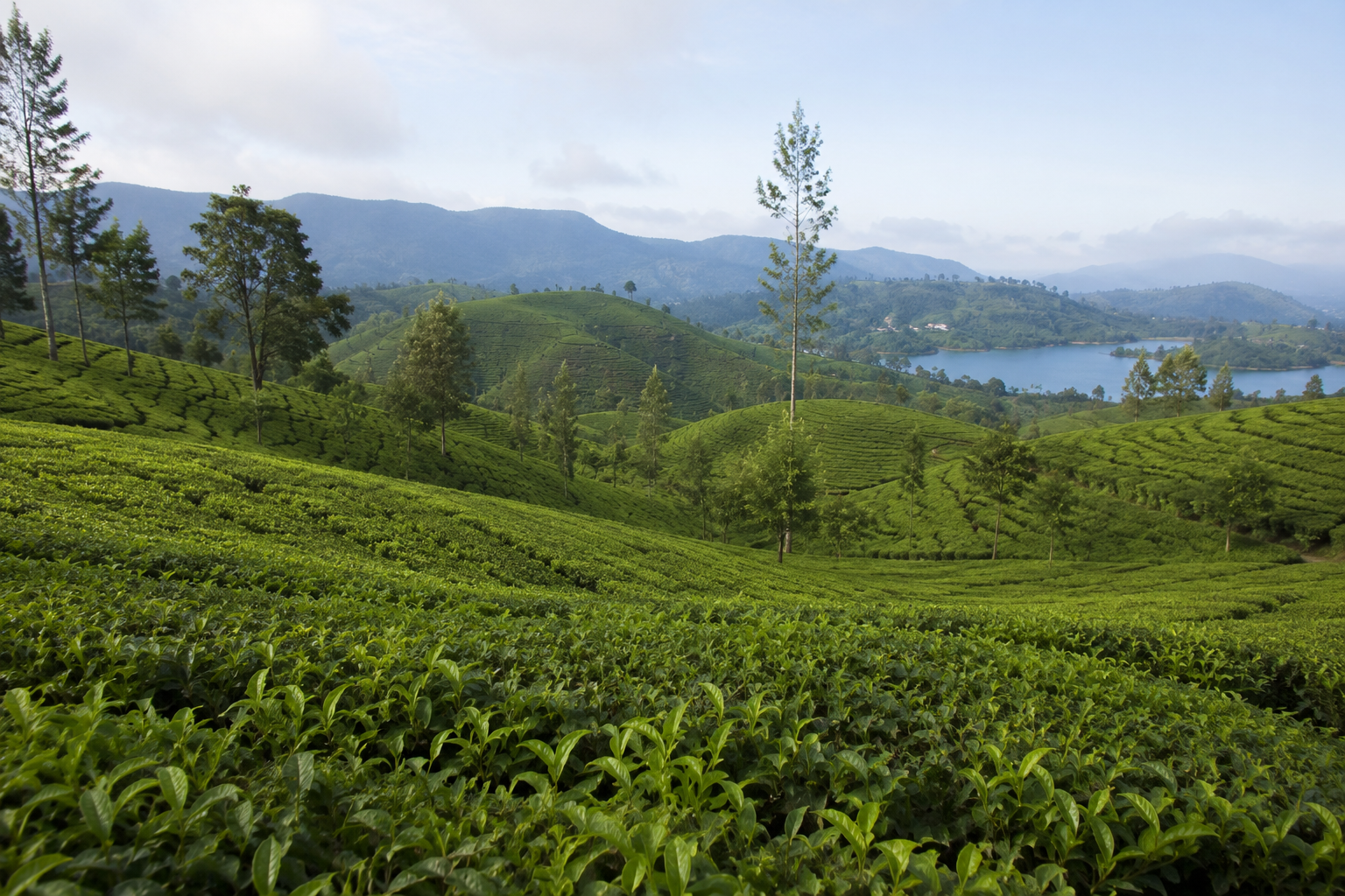 Sri Lankan tea fields